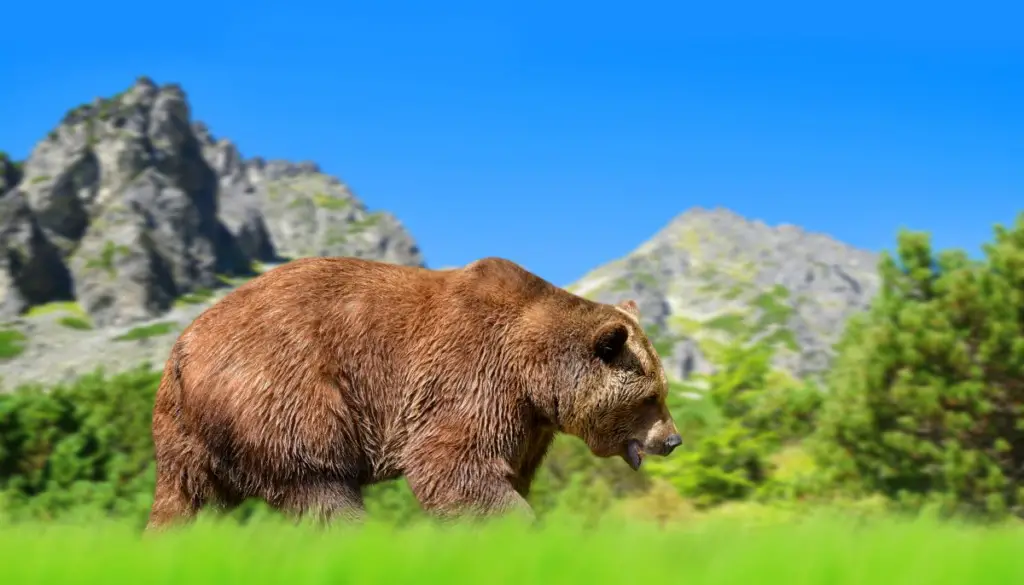 Brown Bear in High Tatras