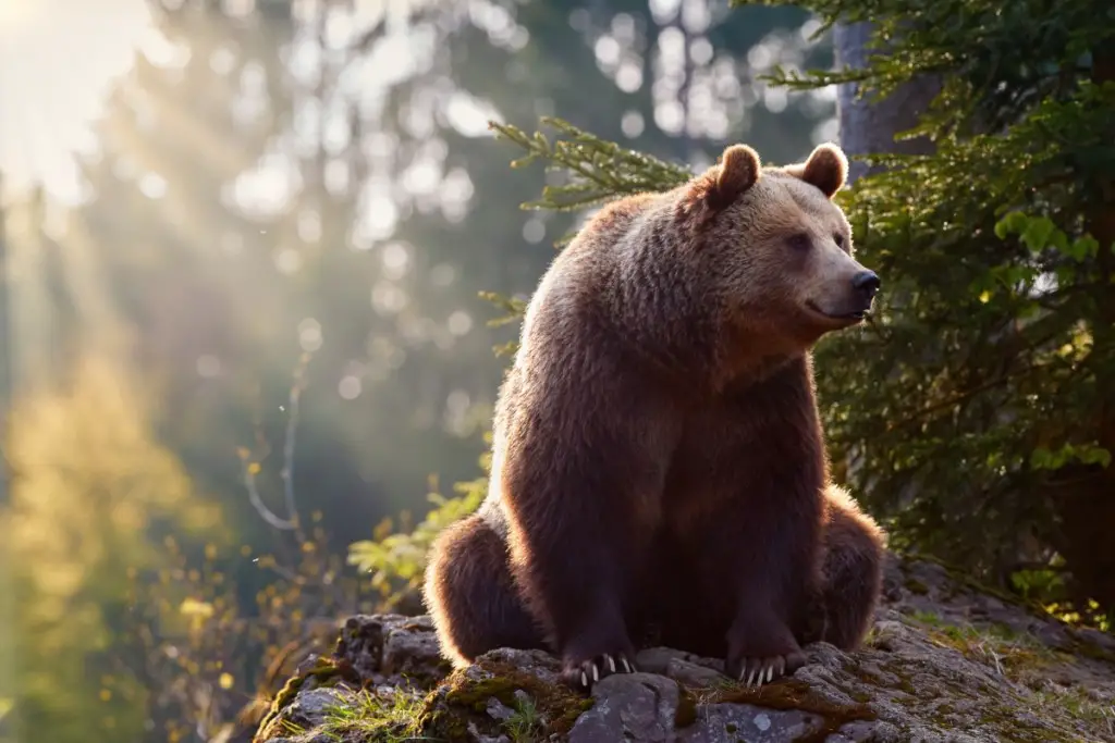Bears in Slovakia: Where, How Many & What Kind