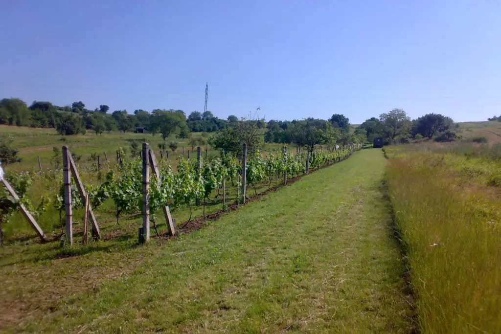 Traditional Grape Varieties in Slovakia (Our Family Vineyard Traditional Grape Varieties in Western Slovakia)