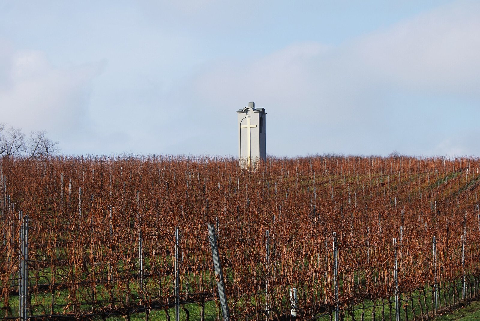 Vineyards in Suchá nad Parnou near Trnava