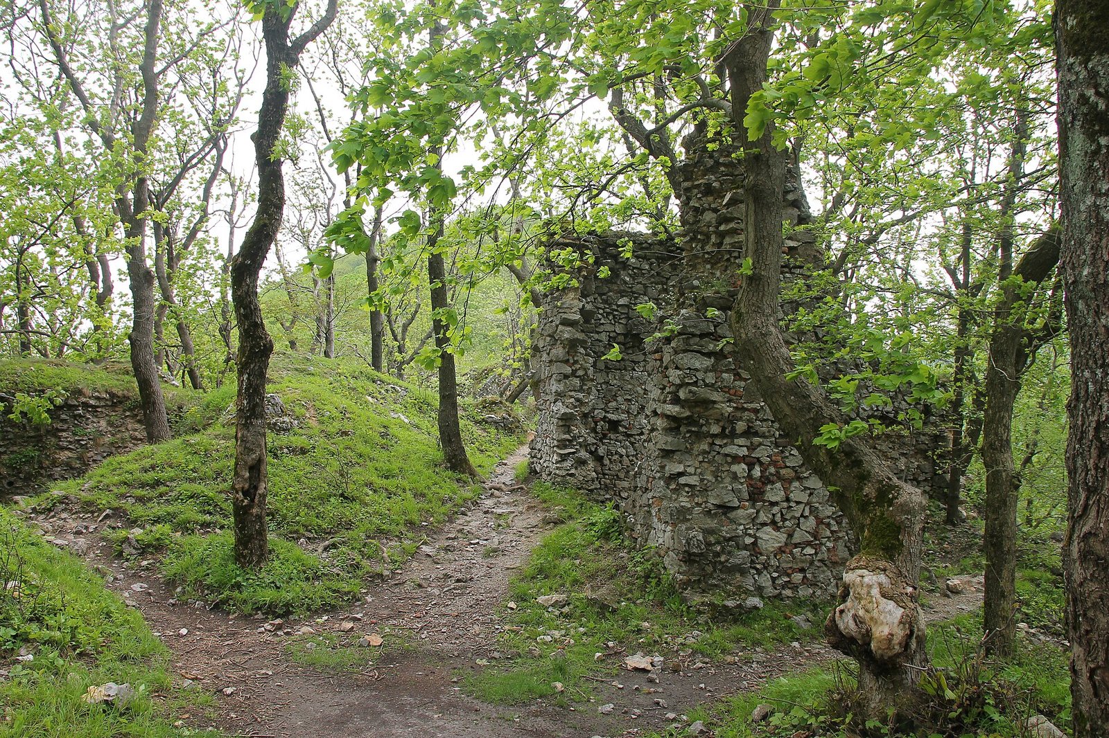 Forest trail on Záruby in the Little Carpathians